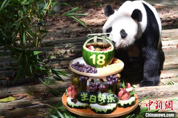 18歳の誕生日を迎えたパンダの「秋浜」（寫真提供?深セン野生動物園）。