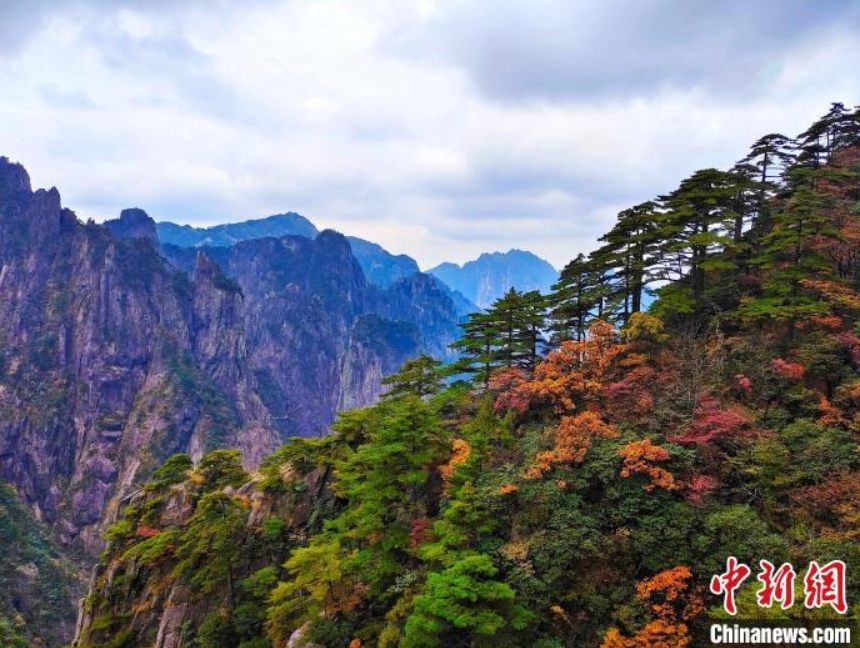 赤や黃色に染まった木々が美しい黃山景勝地（撮影?陳偉）。