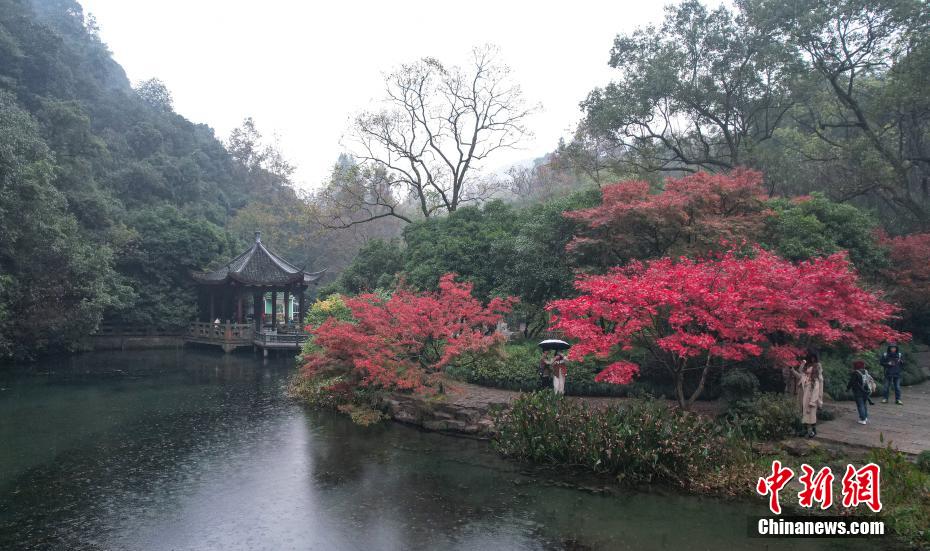 燃え立つように色づいた紅葉（撮影?張茵）。