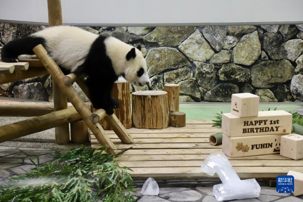 11月22日、日本和歌山県のアドベンチャーワールドで行われた赤ちゃんパンダ「楓浜（フウヒン）」の誕生會の様子（撮影?姜俏梅）。