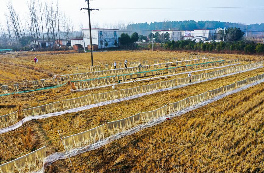 12月13日、光山県文殊郷杜槐村の芳斌家庭農場で、サツマイモだけで作る春雨ヌードルの製造、天日干し作業などを行う村民ら（撮影?謝萬柏）。