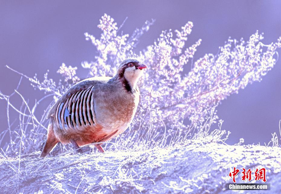 極寒の雪の中でエサを探すオオイワシャコ（撮影?張學江）。