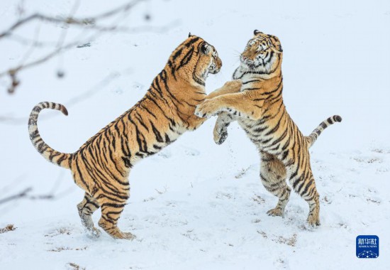 12月26日、山東省栄成市にある西霞口神雕山野生動物世界のライオン?トラ園で、雪の中で遊び戯れる2頭のアムールトラ（撮影?李信君）。