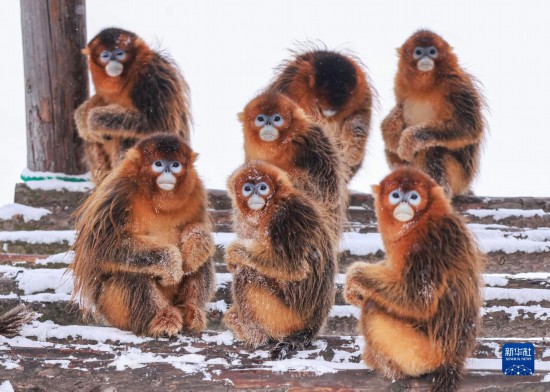 雪の動物園を楽しもう！　山東省栄成