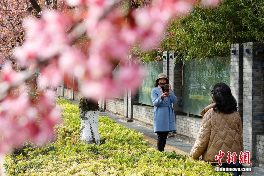 春の都と呼ばれる昆明を華やかに飾る満開の冬桜（撮影?李嘉嫻）。