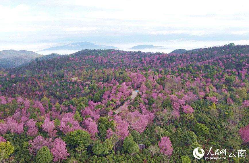 遠くから見るとあでやかな絹織物のような風景が広がる桜が開花した景邁山（撮影?李凡）。