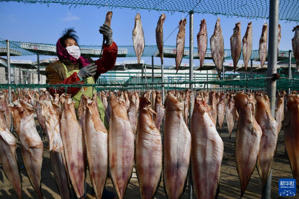 1月19日、山東省栄成市石島管理區王連街道北橋頭村で、魚を干して干物を作る村民（撮影?徐速絵）。