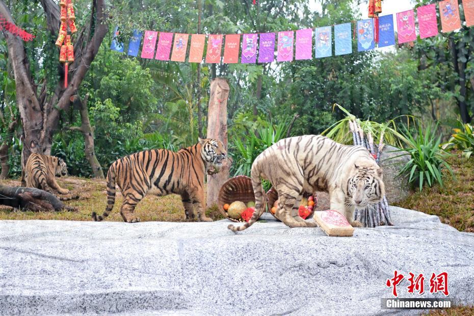 広東省広州市の長隆野生動物世界に新しく建設されたトラエリアに引っ越したトラたち（1月24日撮影?陳驥旻）。