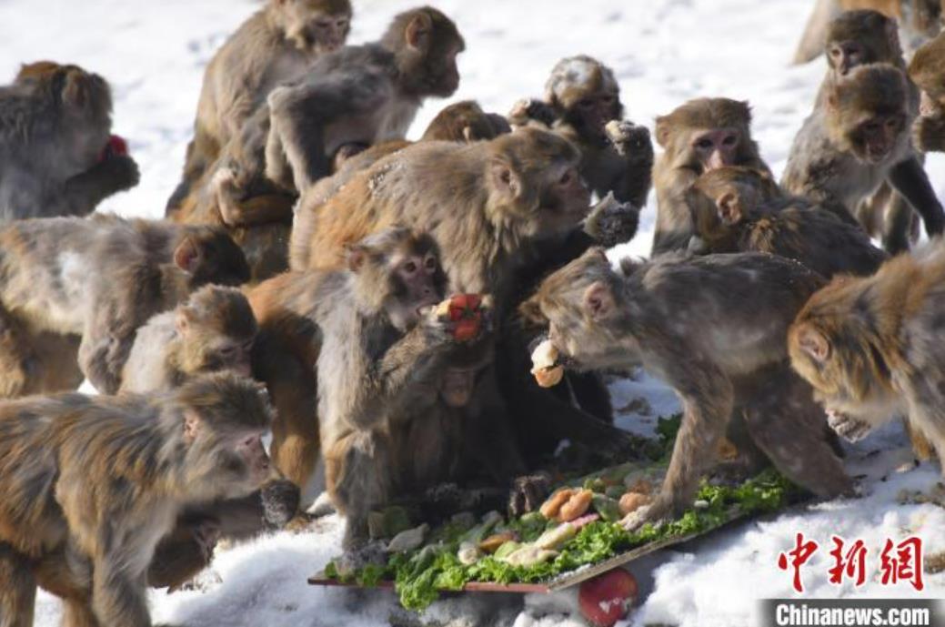 トラをテーマにした特別メニューを味わう北方森林動物園の動物たち（撮影?劉暁密）。