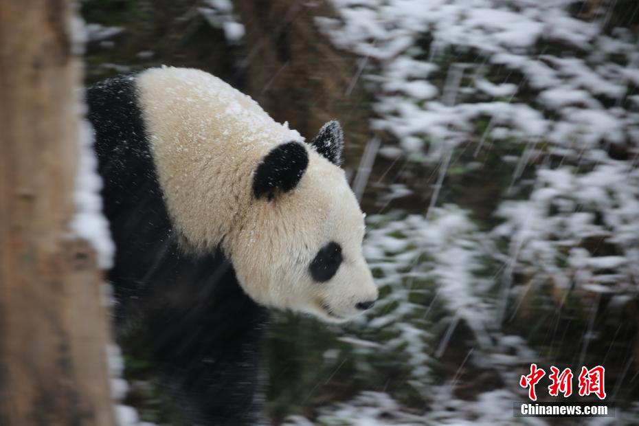 雪の中ではしゃぐリアル版「ビン?ドゥンドゥン」 （資料提供?南京市紅山森林動物園）。