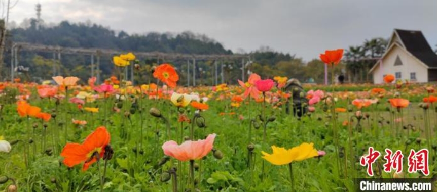 蜀南花海景勝地で満開を迎えた面積20ヘクタールに及ぶヒナゲシ（撮影?張寶林）。