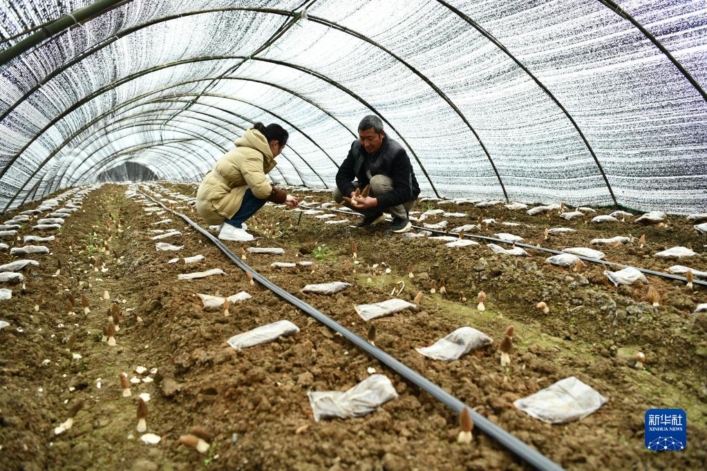 貴州省遵義市の現代農業産業園區のハウス內で26日、アミガサタケを収穫キノコ農家（撮影?羅星漢）。