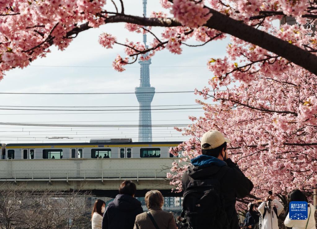 東京の舊中川沿いで、桜を鑑賞する人々（3月9日撮影?張笑宇）。