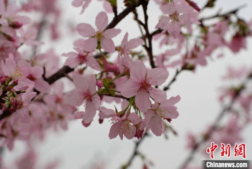 咲き誇る桜の花（撮影?劉俊聡）。