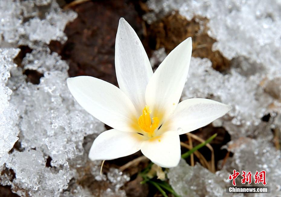 積雪が完全に溶けてはいない中、山の斜面で咲き始めたヤマユリ（撮影?華巖明）。