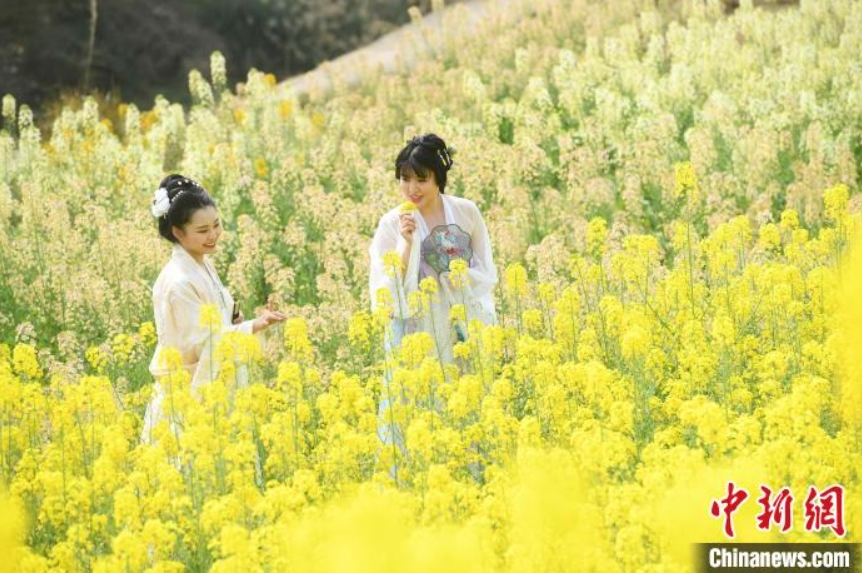 菜の花が満開！村民が竜踴りで人々を歓迎　重慶