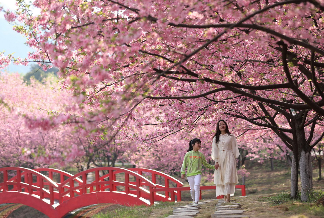 3月12日、湖南省常寧市羅橋鎮桜花園で、花見を楽しむ市民（撮影?趙衆志）