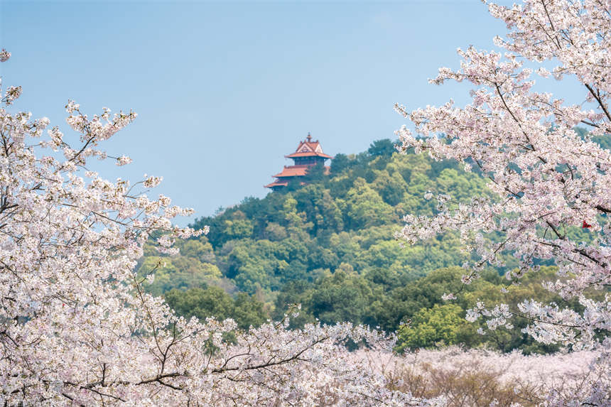 色とりどりの春の花が咲き亂れる湖北省武漢市の東湖（撮影?趙麗）。 