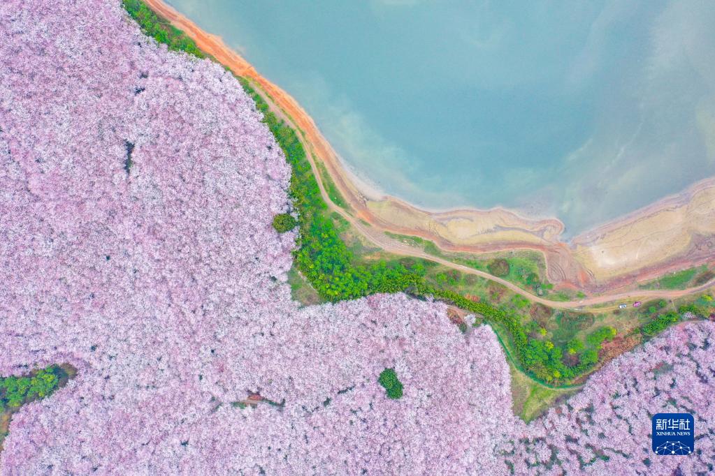 3月17日、貴州省貴安新區桜花園（ドローンによる撮影?歐東衢）。