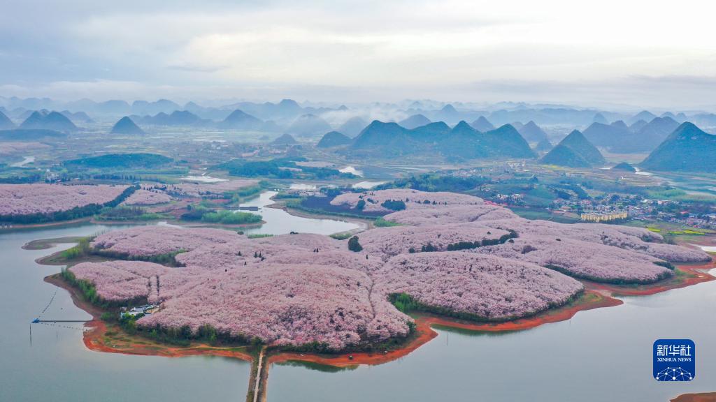 春の日に競うように咲く桜　貴州省