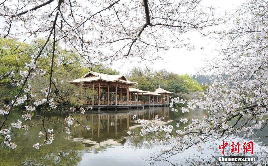 浙江省杭州市西湖花港公園の亭廊前で満開を迎えた桜（撮影?王剛）。