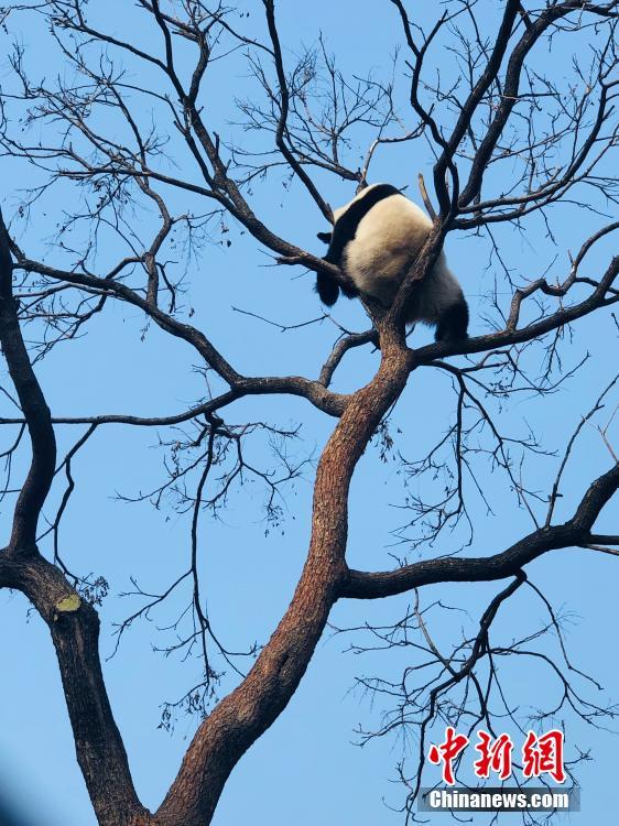 すご過ぎる寢相！北京動物園のジャイアントパンダ