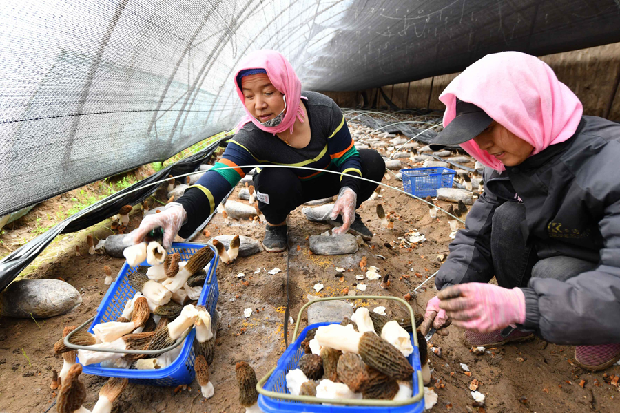 3月21日、新疆ウイグル自治區クムル市伊州區大泉灣郷圪塔井村のビニールハウスでアミガサタケを収穫する村民（寫真著作権はCFP視覚中國が所有のため転載禁止）。