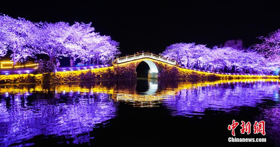 ライトアップで桜の景色がより幻想的に（撮影?孫権）。