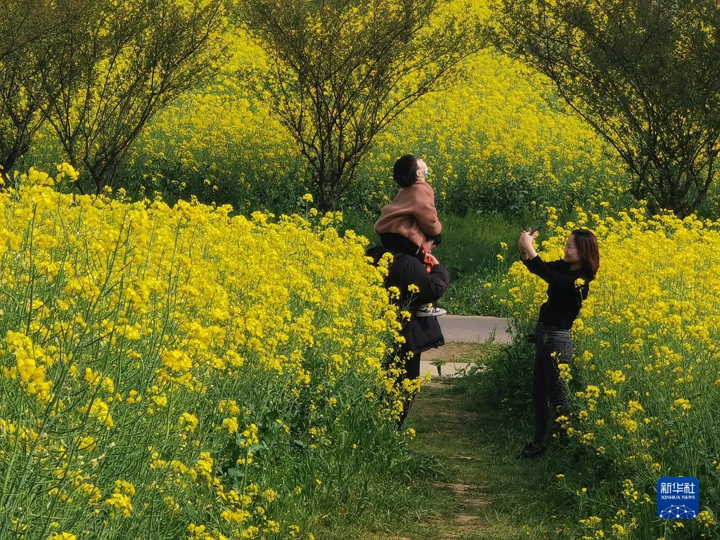 菜の花が満開　芳香に包まれる江蘇省南京の國際慢城