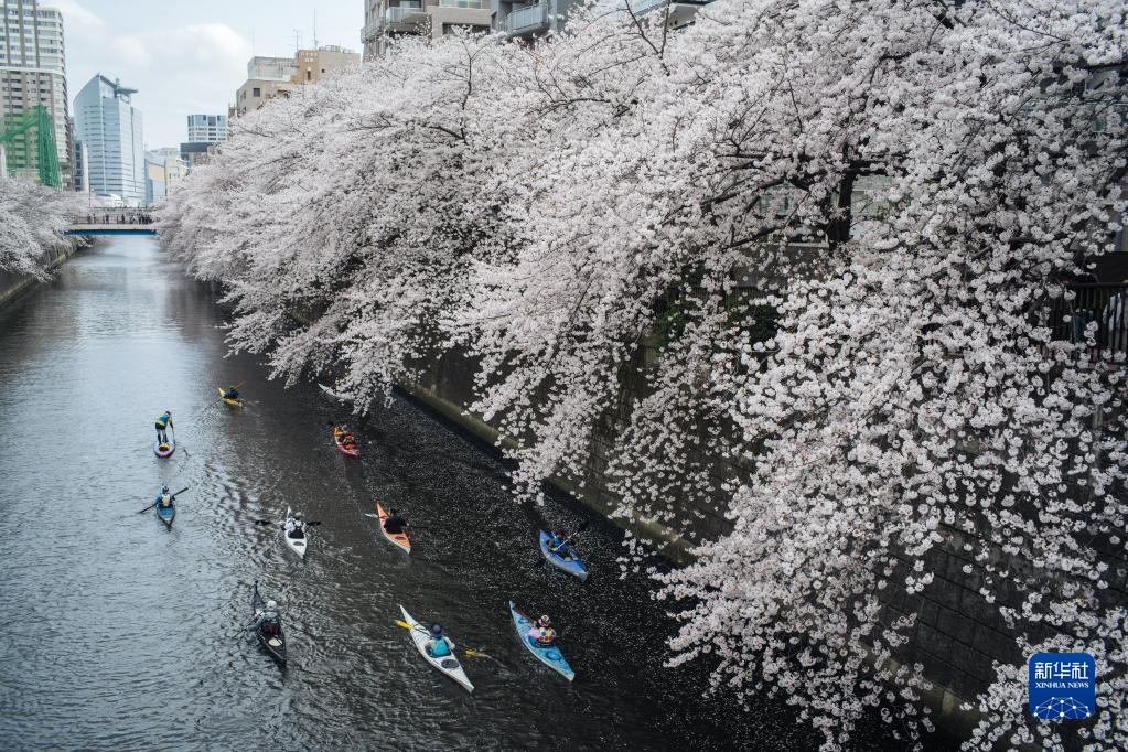 東京で桜が満開に　日本