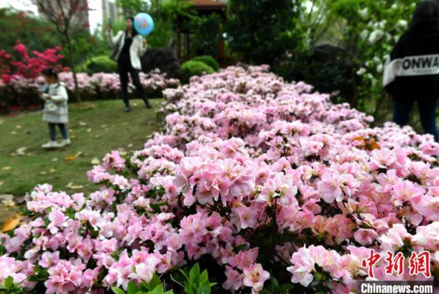 公園でツツジを鑑賞する人々（撮影?呂明）。