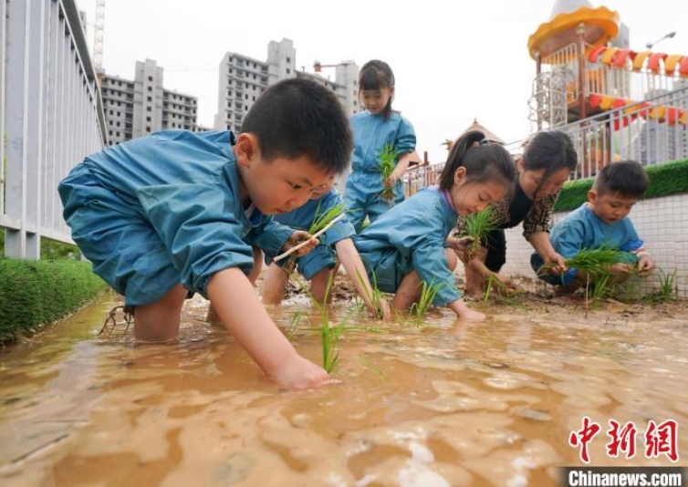 4月14日、江西省新余市蓓蕾幼稚園で、教員の指導のもと、稲に関する知識を學び、田植えを體験する園児たち（撮影?趙春亮）。