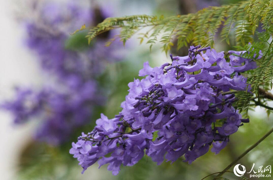 ロマンチックな薄紫色の花に彩られた福建省アモイ