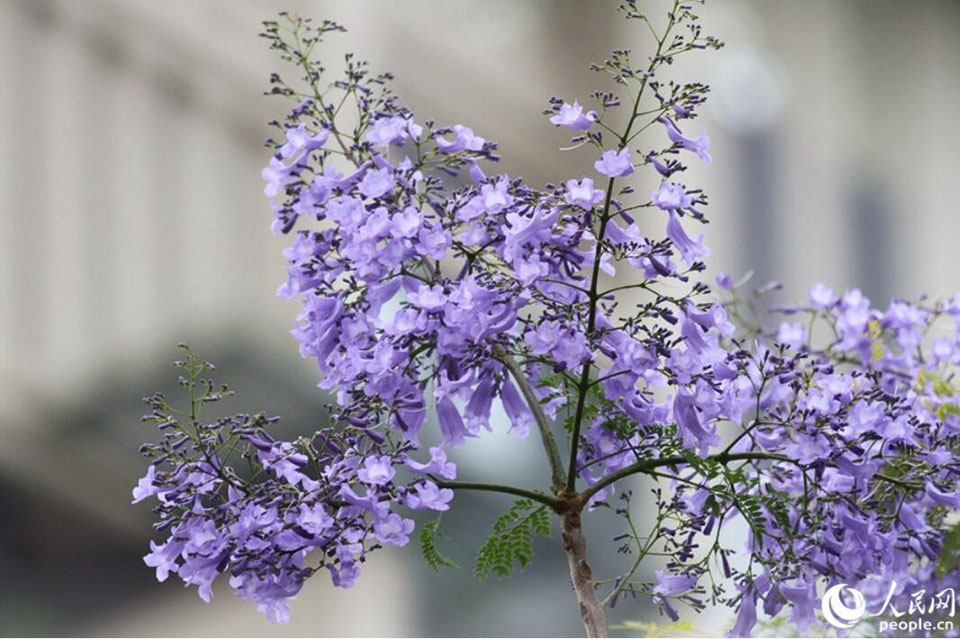 ロマンチックな薄紫色の花に彩られた福建省アモイ