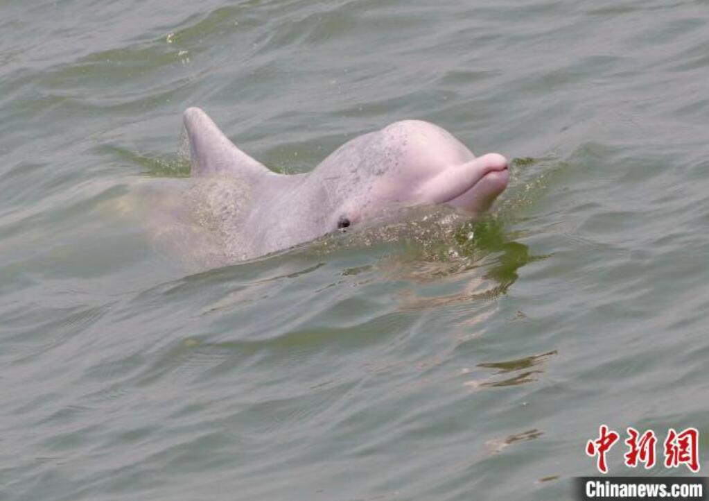 海面で遊ぶシナウスイロイルカ（撮影?趙一）。