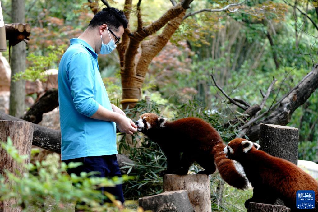 上海動物園で、レッサーパンダにエサをやる飼育員（5月19日撮影?張建松）。