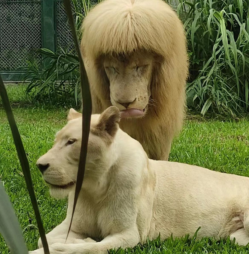 ぱっつん前髪のライオン　話題のヘアスタイルに広州動物園がコメント