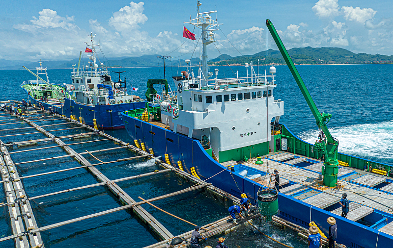 5月30日、海南省萬寧市沖で日本籍の漁船にブリ稚魚を運搬する作業員。（寫真著作権はCFP視覚中國が所有のため転載禁止）