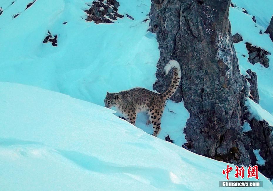 赤外線カメラが捉えたユキヒョウ（寫真提供?ジャイアントパンダ國家公園王朗エリア）。