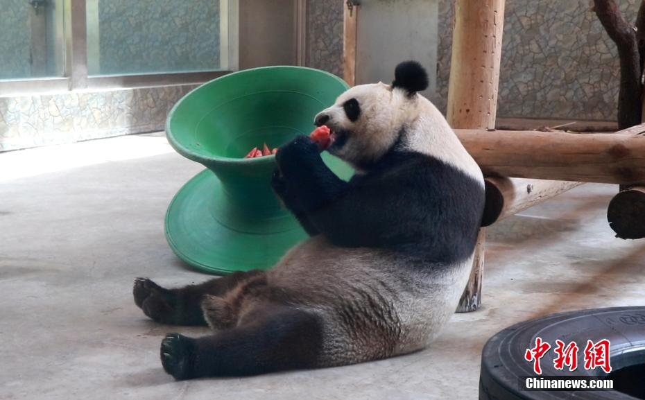 スイカを食べて暑さをしのぐジャイアントパンダ（寫真提供?西安秦嶺野生動(dòng)物園）。