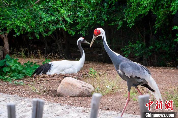 「自由戀愛」でペアリングしたマナヅルとタンチョウ（撮影?李賀）。