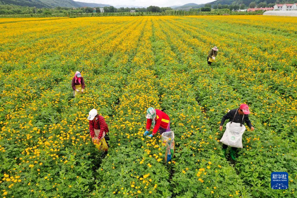 地元産業(yè)の振興に一役買う満開のキンレンカ　河北省囲場