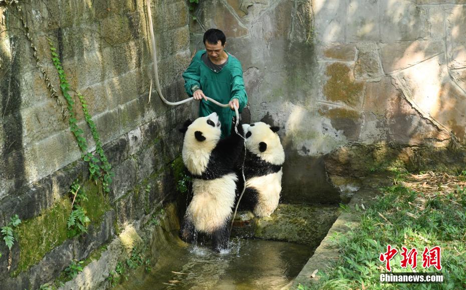 重慶動物園で、「星星」（シンシン）と「辰辰」（チェンチェン）に水浴びをさせる飼育員（撮影?周毅）。