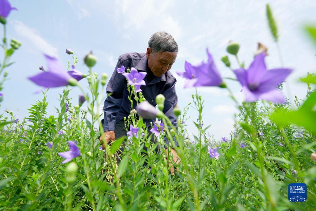 河北省邢臺市臨城県黒城鎮(zhèn)豊盈村で、桔梗畑の草むしりをする農(nóng)民（7月6日撮影?田暁麗)。