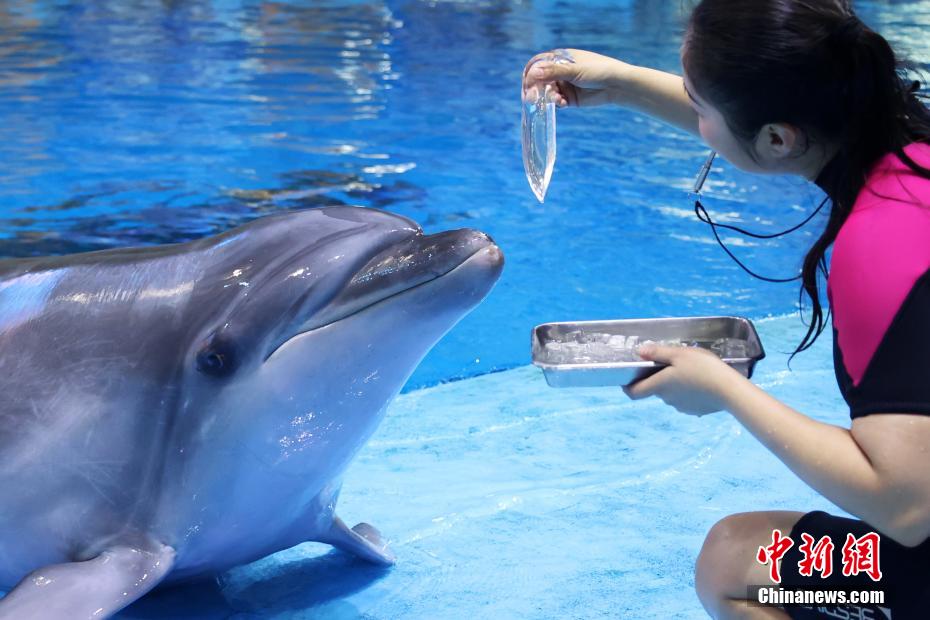 イルカにイカのゼリーを與える飼育員（撮影?王士龍）。