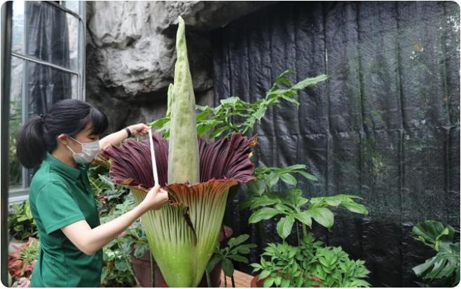 ショクダイオオコンニャクの仏炎苞の大きさを測る職員（寫真提供?國家植物園）。