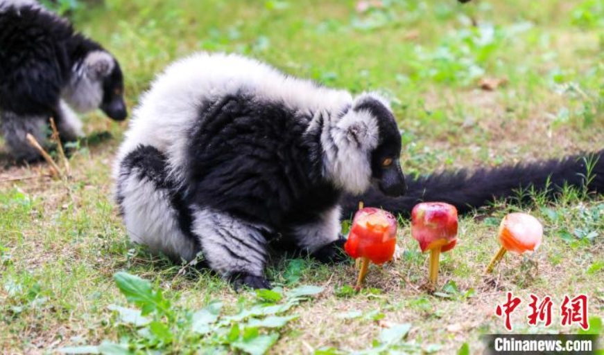 竜之夢動物世界で、小動物のエサに追加された果物のアイスキャンデー（寫真提供?太湖竜之夢楽園）。