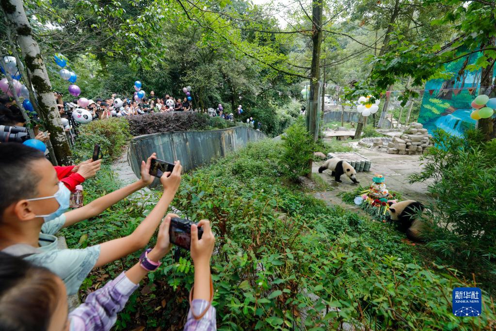 中國ジャイアントパンダ保護研究センター雅安基地で開かれた祝賀イベントで、特製のエサを味わうジャイアントパンダの「雅雅（ヤーヤー）」と「安安（アンアン）」を見學する來園客（8月3日撮影?沈伯韓）。