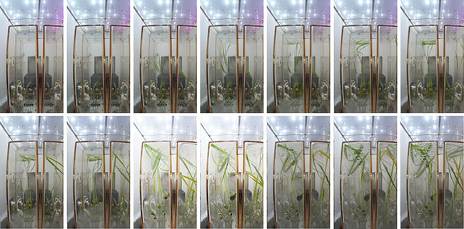 微小重力條件下の稲の成長?発育狀況。畫像出典：中國科學院