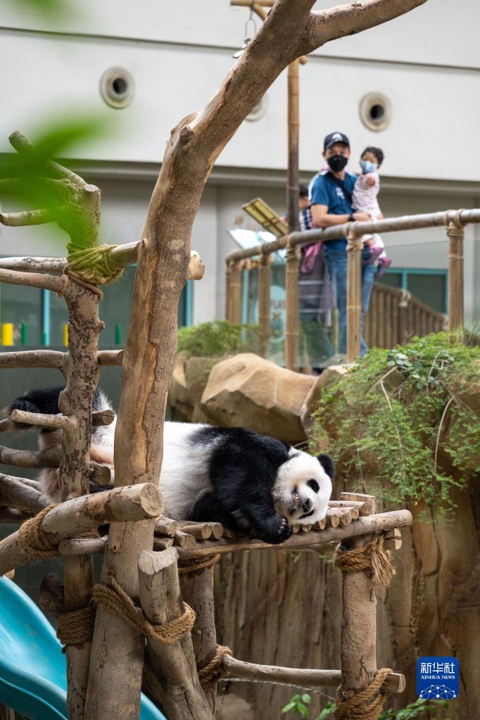 8月20日、マレーシア?クアラルンプール近郊にあるマレーシア國(guó)立動(dòng)物園ジャイアントパンダ保護(hù)センターで、木の臺(tái)の上で寢転がるパンダの「誼誼（イーイー）」（撮影?朱煒）